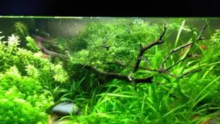 How to breed Red Cherry Shrimp