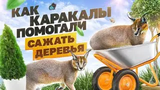 Помощники или шкодники? 😼 Сажаем деревья с котами 😸🌳| How to plant trees with cats 😺