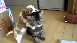 Смешное видео про кошек Ржач