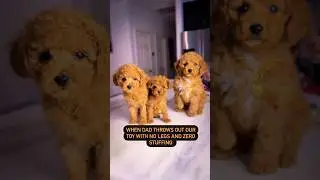 Poor Melanie #puppies #toypoodles #cutepuppies #shorts