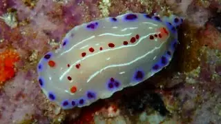 Facts: The Cape Dorid Nudibranch