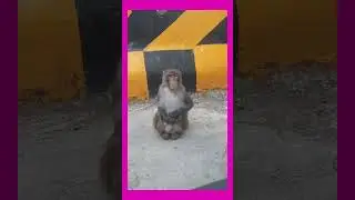 Beautiful video of monkey