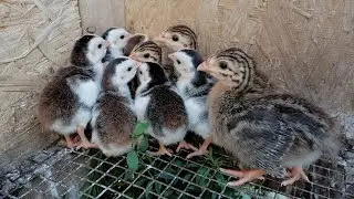 Купила цесарят! Сезон к концу, но малышей меньше не становится, цыплята, утята растут.