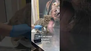 Кот не ходил в туалет 5 недель. Шансов почти нет💔