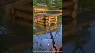 Лягушка на вьюнке #рр4 #рыбалка #трофеи