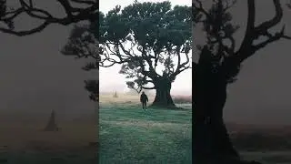 Der mysteriöse Feenwald auf Madeira 🏝️