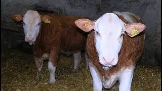 Kwalitas Sapi Impor Terbesar Kandang Kapasitas Ribuan Ekor Di Lampung