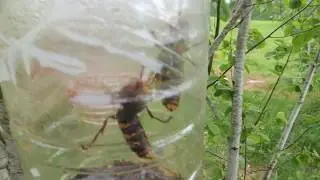 шершни на пасеке