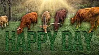 Moving Our Cows / Sheep Out to Pasture