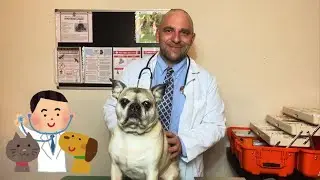 ASMR-The Most Realistic Veterinarian Role Play 🐶🐩🦮🐕🐾Starring Zackie The Frenchie Pug