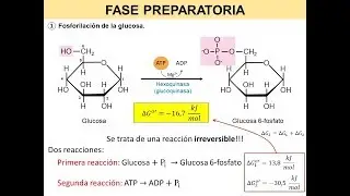 Glucólisis II - Fosforilación de la glucosa | BiologíaXXI