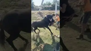 ЭКСКЛЮЗИВ 22. АСАУ АЙҒЫР ҮЙРЕТУ 