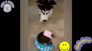 Собаки Едят, Приколы