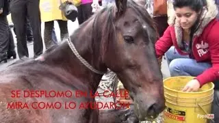 CABALLO MALTRATADO SE DESPLOMA EN  BOGOTA COLOMBIA ,TE HARA LLORAR ,Mira lo que hicieron!