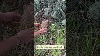 Come estrarre la LINFA di VITE - ottima da bere in purezza o in un cocktail- by Elia Caló #shorts