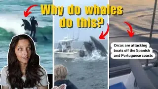 Reacting to viral whale videos