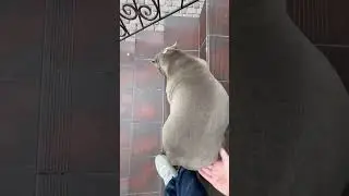 Когда лень — твое второе я🤣