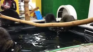 Еноты в бассейне