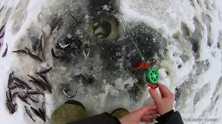 сумасшедший клев окуня на Березино