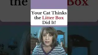 Your Cat Thinks the Litter Box Did It! #shorts #catshorts #litterbox #catlitterbox #catlitter