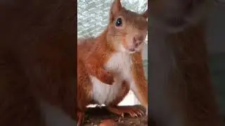Relaxing video and music