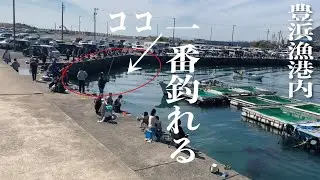 【豊浜】一番釣れる場所はココ【豊浜漁港内】
