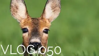Srnky na poli | VLOG 050