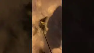 ЛАТВИЮ ЗАСЫПАЕТ СНЕГОМ ❄️ | #shorts #latvia