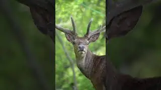 У старых оленей они больше!