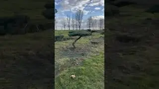 Выбор растений Ниваки. Часть 2