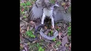 Hawk hunting a snake