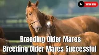 Breeding Older Mares | Breeding Older Mares Successful Farming Without Insurance