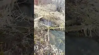 встретил черепаху на рыбалке. 