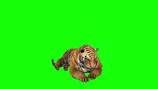 Free Green Screen Video Download Tiger [4K]
