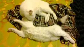 Как оживают статуи.mp4