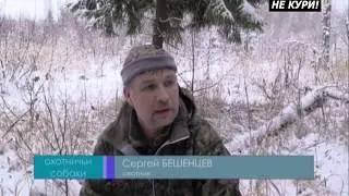 Moose hunting with huskies. Unexpected trophy