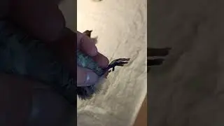 Первые цыплята оливэггеры🤗