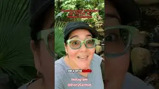Consejos para disfrutar Safari de Disney's Animal Kingdom - Kilimanjaro Safaris #disney2024 #disney
