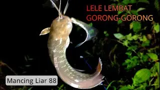 LELE LEMBAT GORONG-GORONG