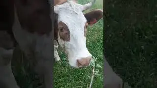 Наша Полянка |родилась в поле,поэтому и Полянка 
