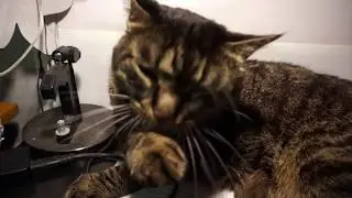 Кот чистюля!