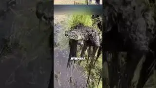 A LITTLE SURPRISE