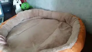 Посылка с GearBest: женская кофта и кровать для собак. A parcel: a women's jacket and a dog bed.