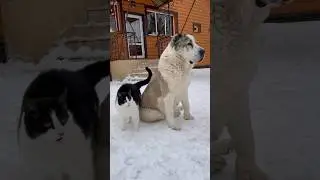 КОТ и его АЛАБАЙ на ОХРАНЕ ТЕРРИТОРИИ ! #алабай #собаки #кот