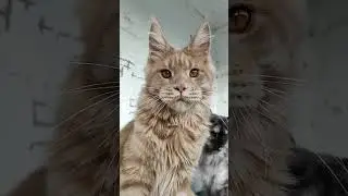Космос полидакт 66/66 лапы