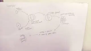 Reproductive cloning...☺
