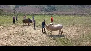 nyuj sib nraus ntxim yuav mu tau deb ma zoo li no