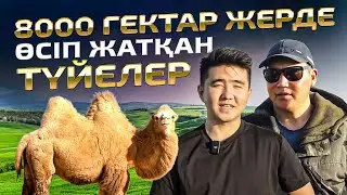 1 түйеден 1 500 000тг пайда. Мал шаруашылығы