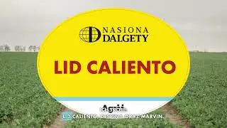 Rzepak po zimie 👉 które odmiany dały radę? | Agrii Polska