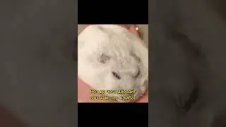 вот до чего доходит ваш хамстер комбат #хамстеркомба #hamsterkombat #хомяк